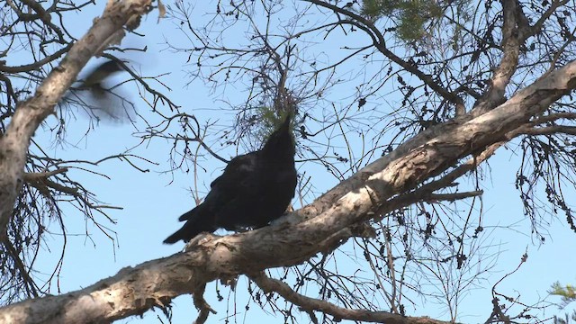 Australian Raven - ML513787681