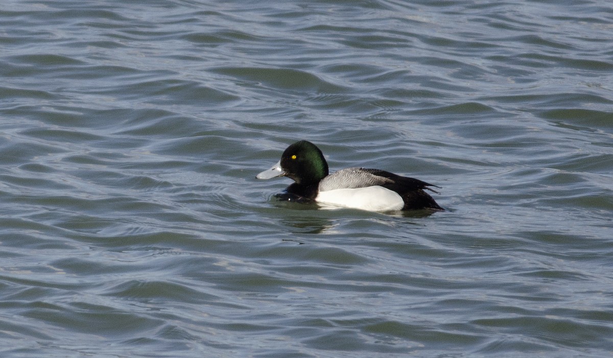 Greater Scaup - ML51378921