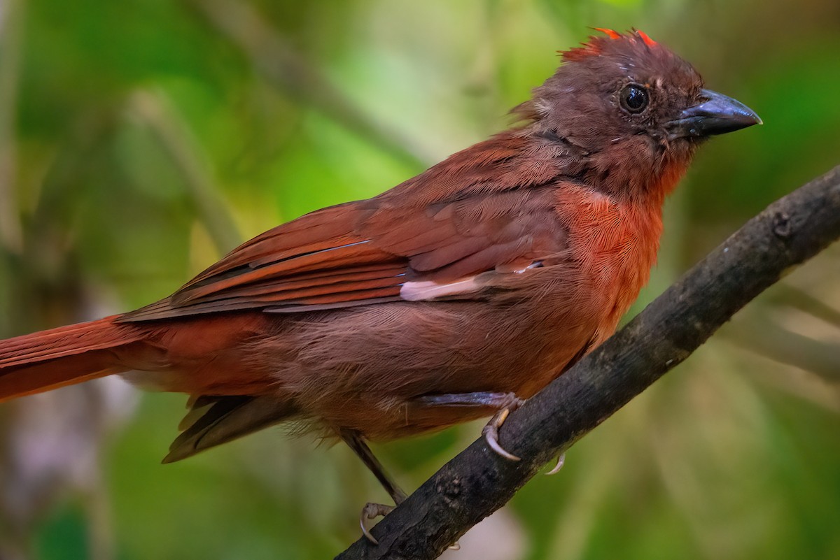 Red-crowned Ant-Tanager - ML513789521