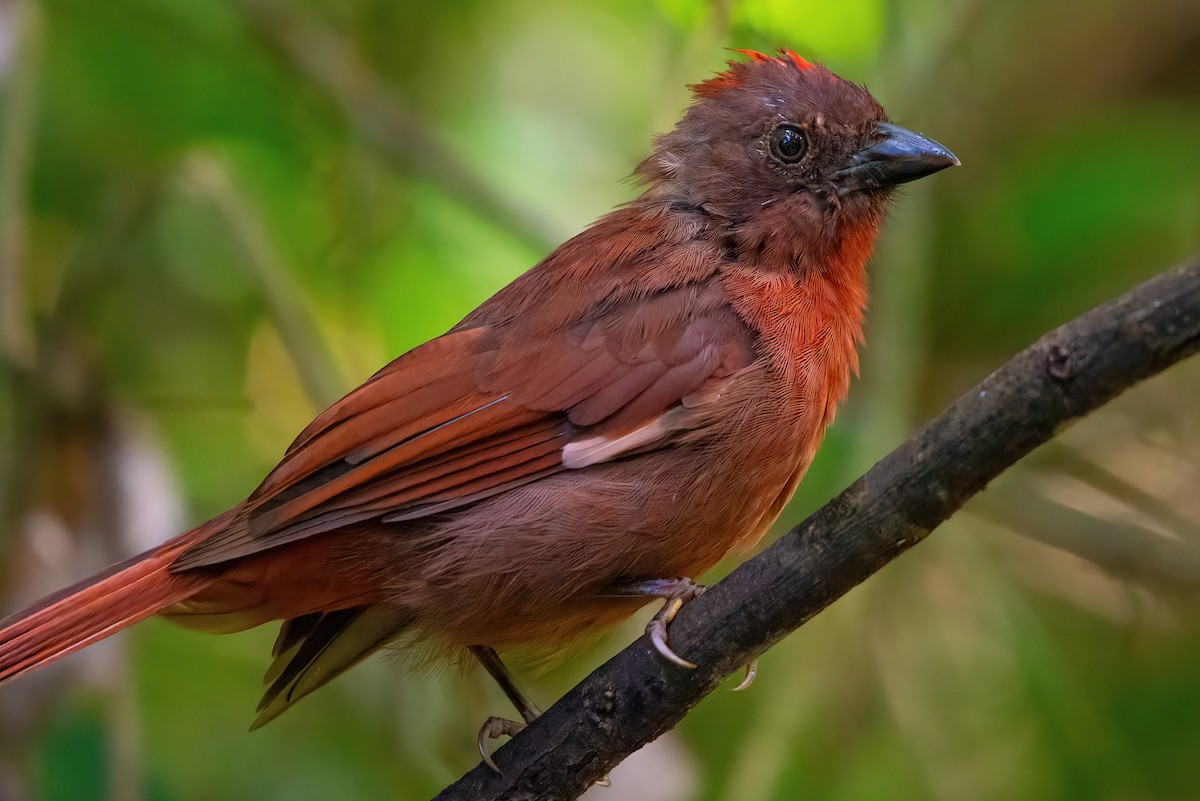 Red-crowned Ant-Tanager - ML513789531