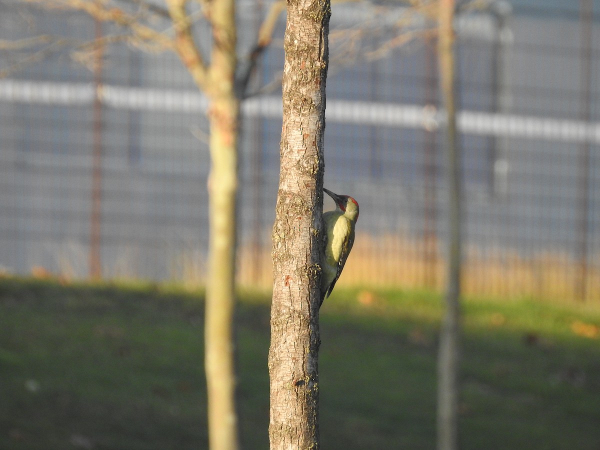Iberian Green Woodpecker - ML513796131