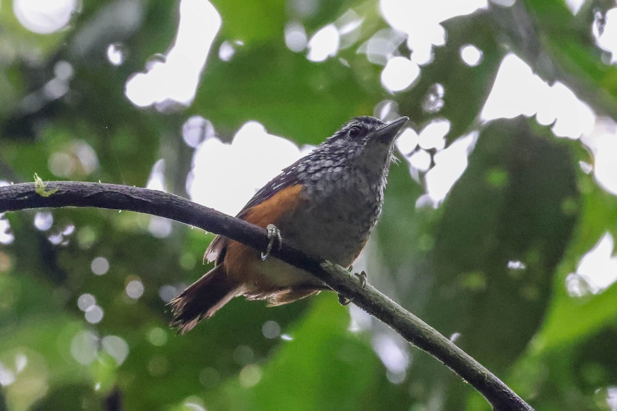 Peruvian Warbling-Antbird - ML513804421