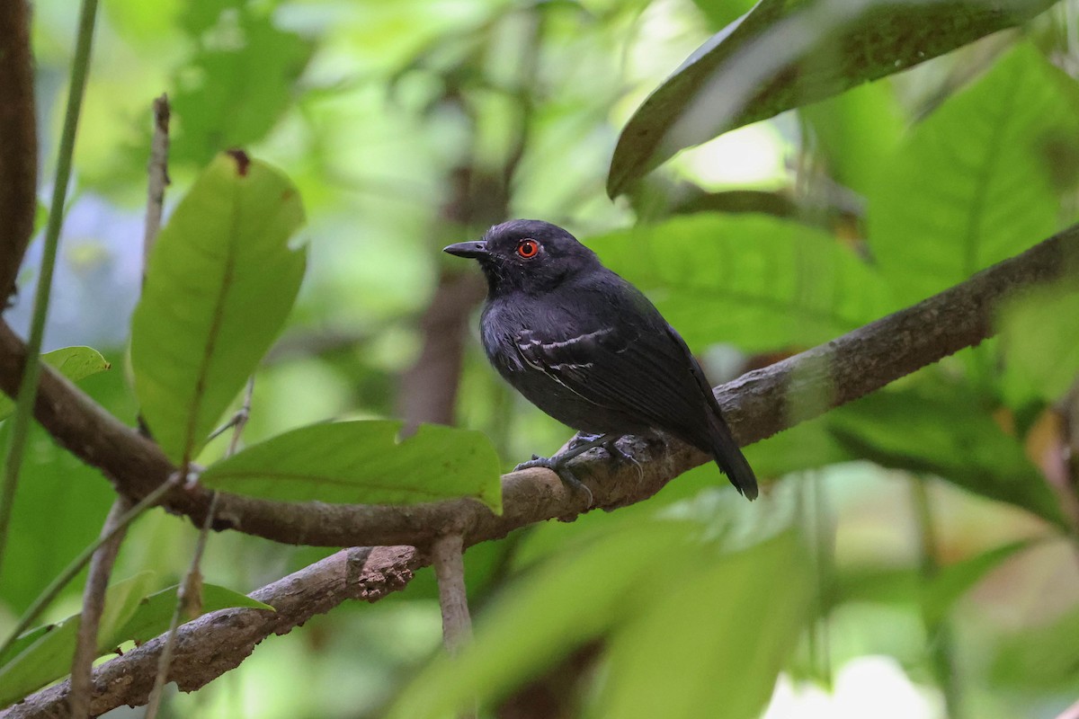 Black-tailed Antbird - ML513807761