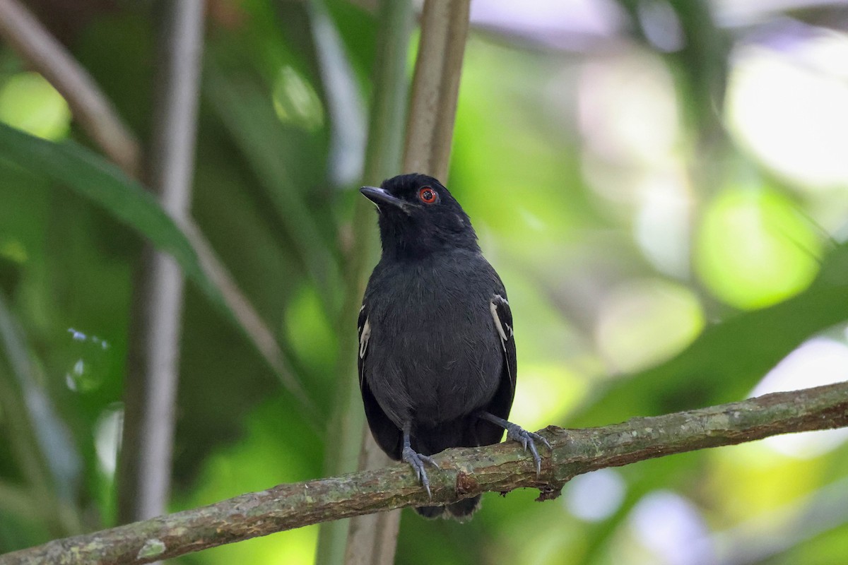 Black-tailed Antbird - ML513807771