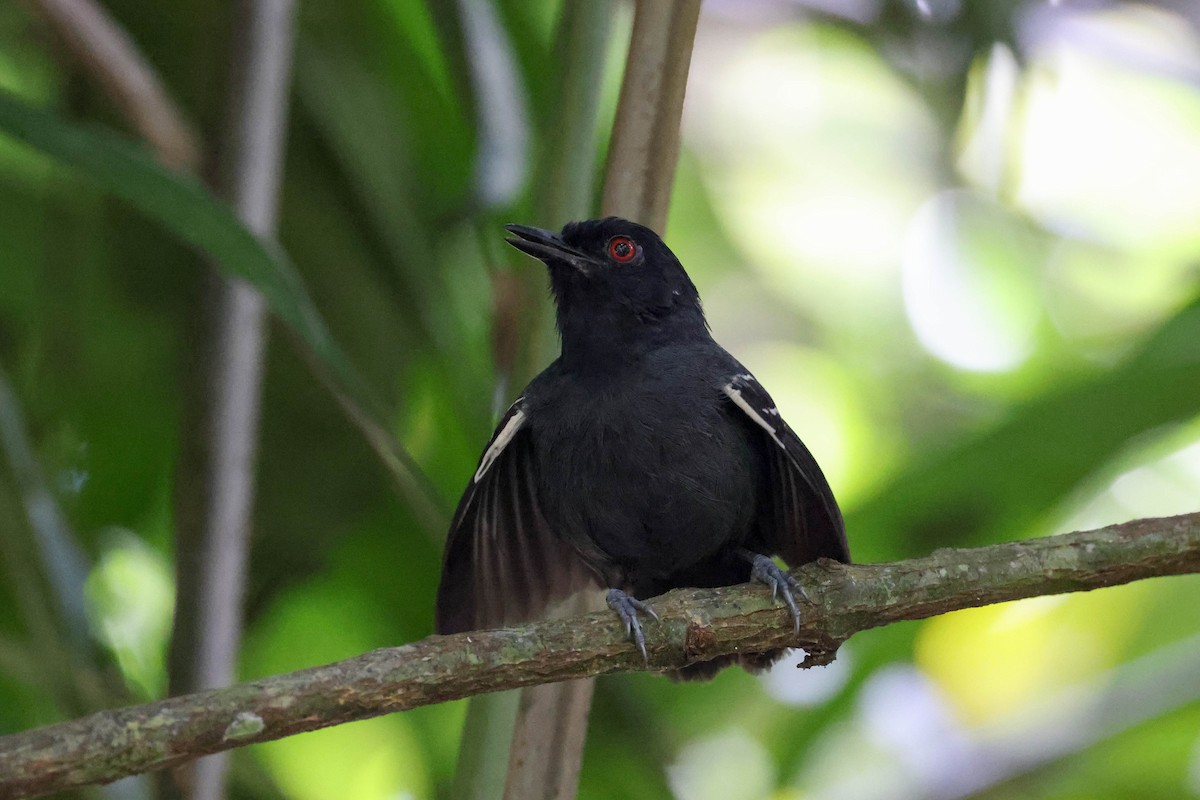 Black-tailed Antbird - ML513807781