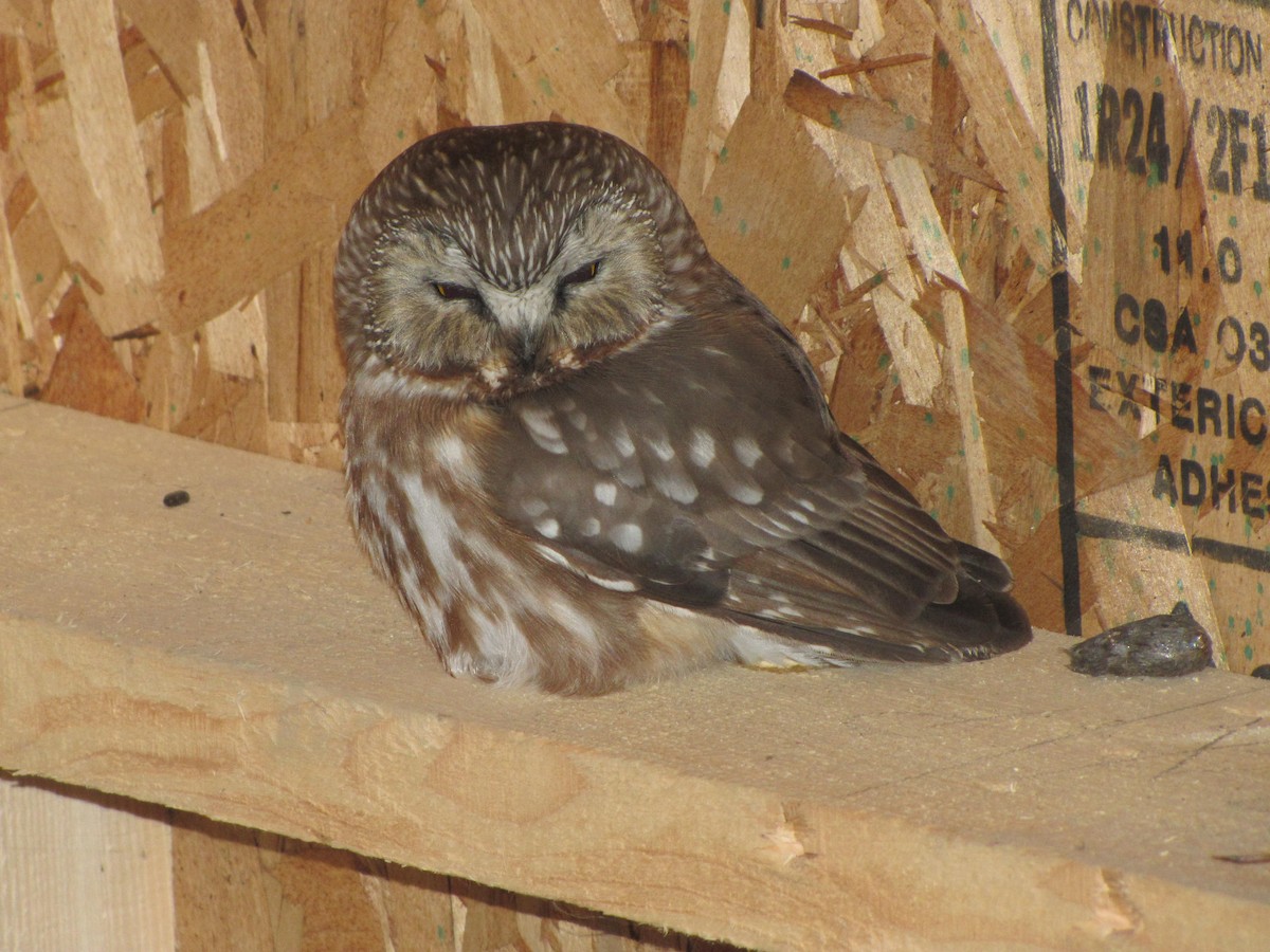 Northern Saw-whet Owl - Chandra Bowley-Allen