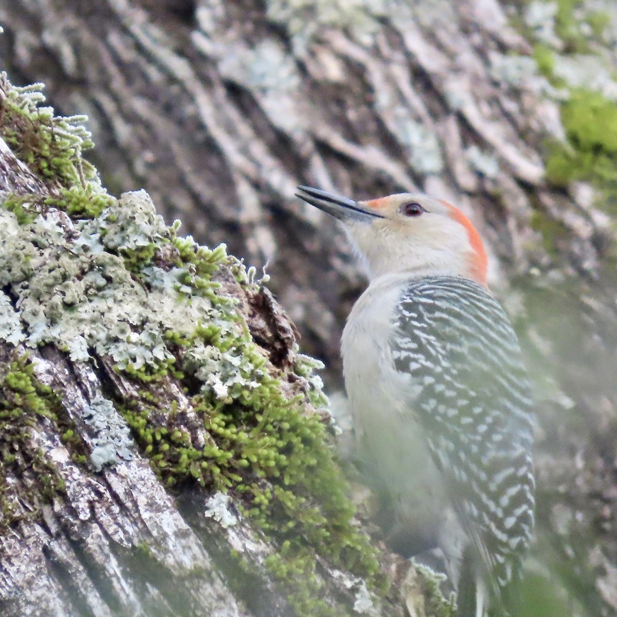Red-bellied Woodpecker - ML513810281