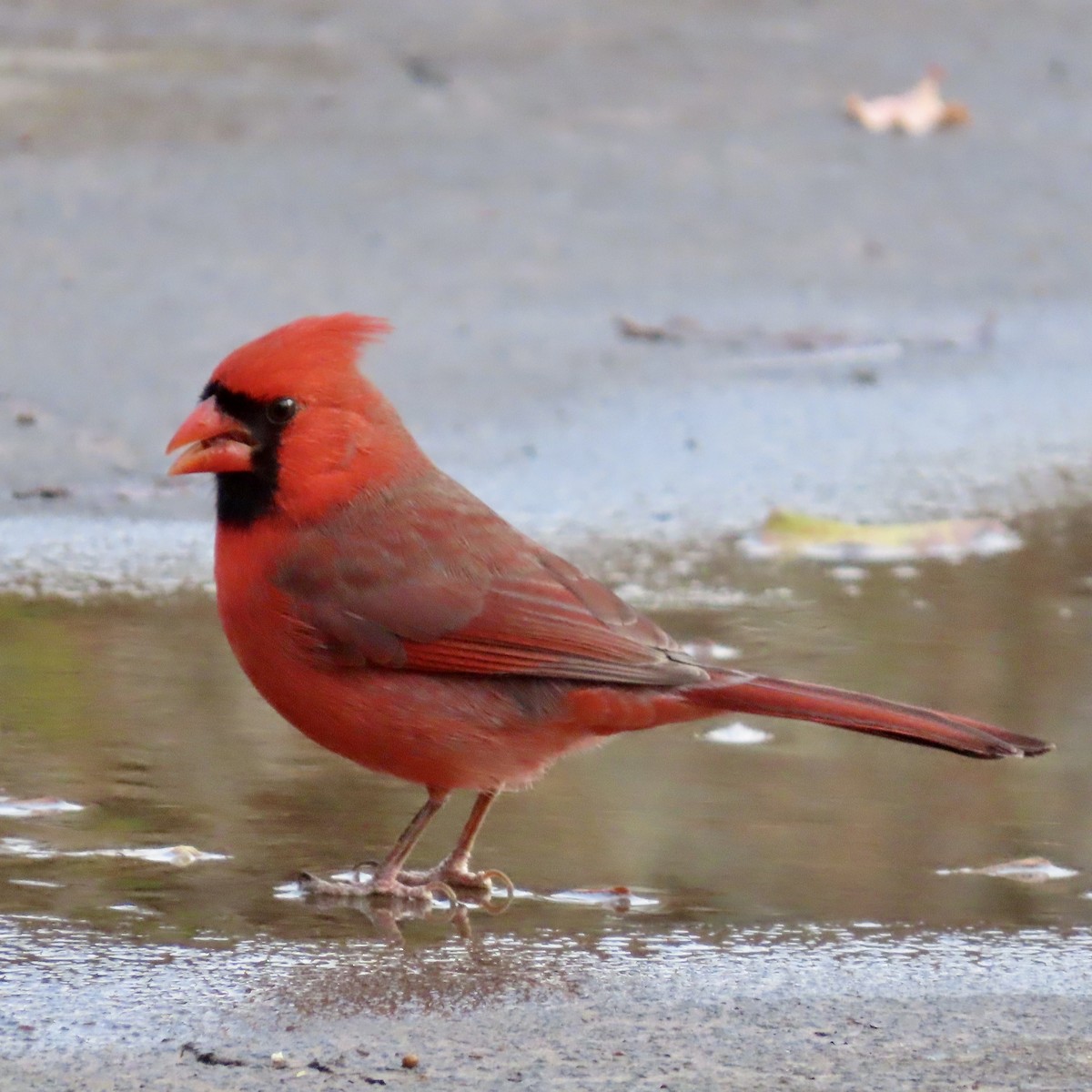 Cardinal rouge - ML513810351