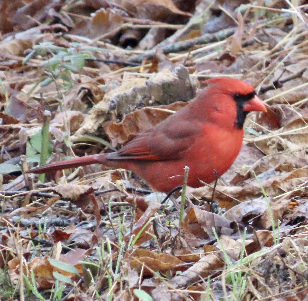 Northern Cardinal - Ezra H
