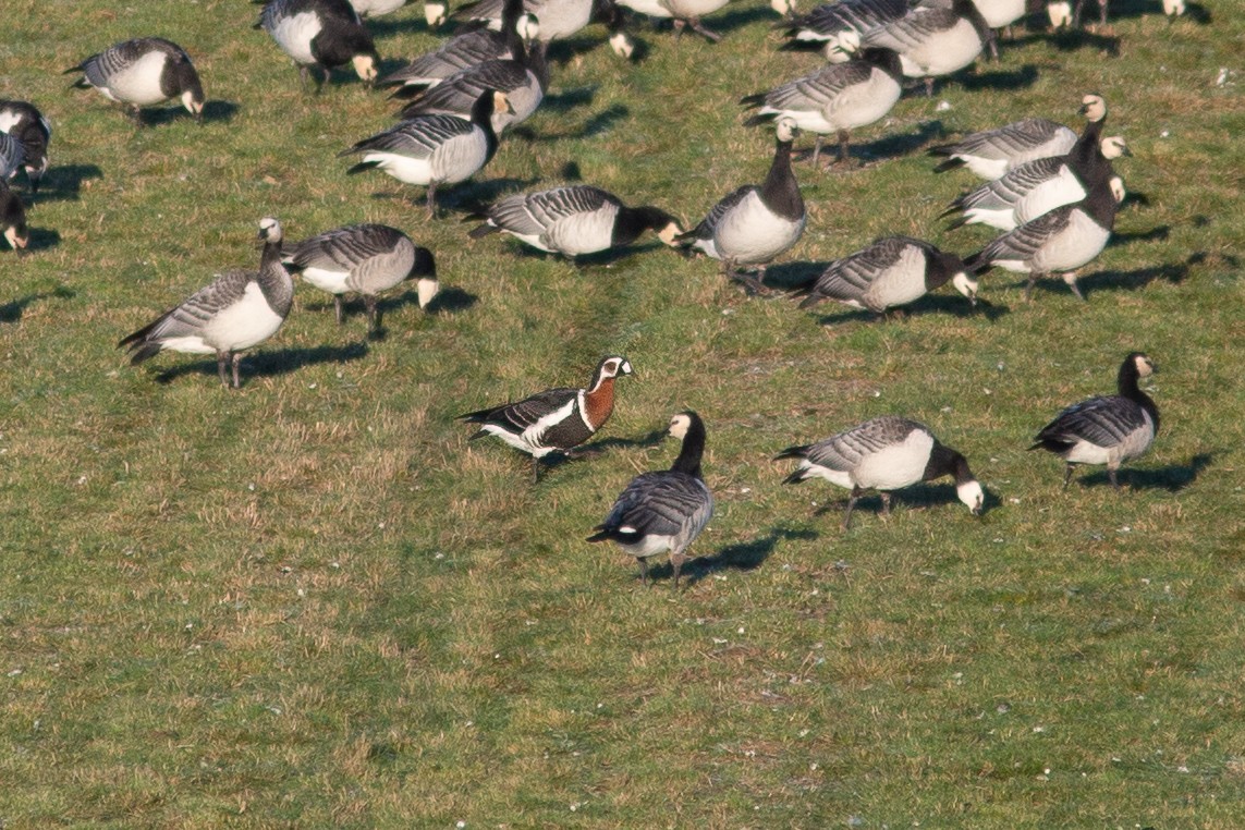 Red-breasted Goose - ML513811351