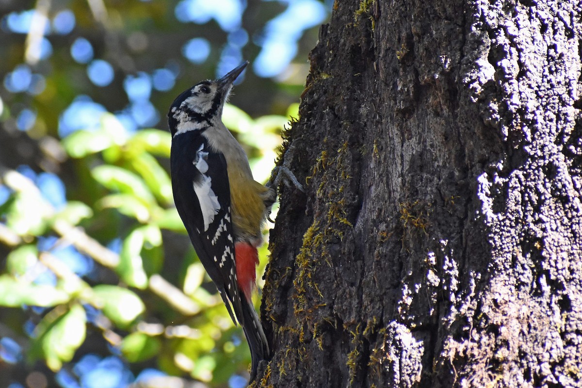Himalayan Woodpecker - Samyak Vakil