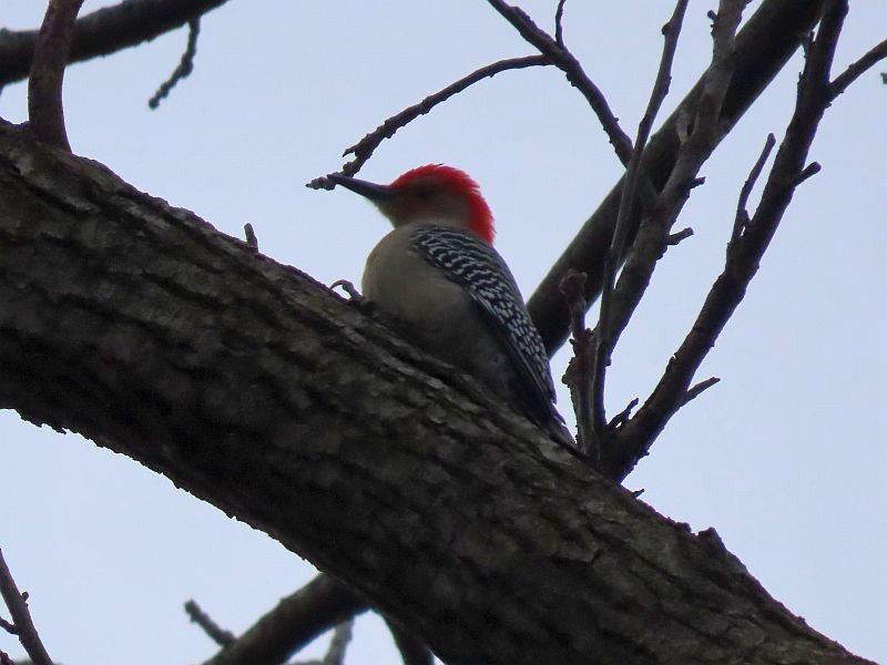 Red-bellied Woodpecker - ML513814921