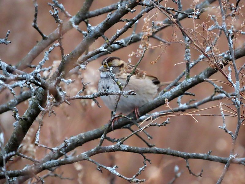 White-throated Sparrow - ML513815761
