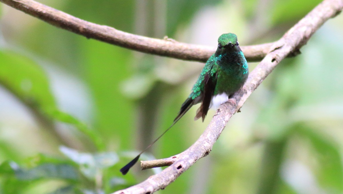 White-booted Racket-tail - ML51381601