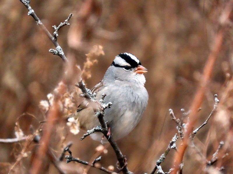 White-crowned Sparrow - ML513816511