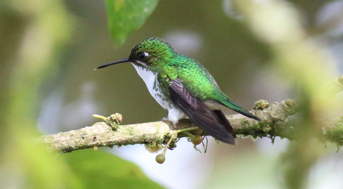 White-booted Racket-tail - ML51381671