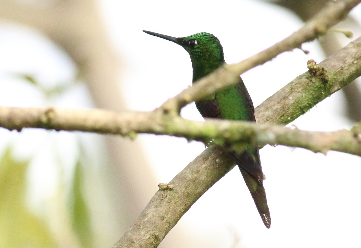 Green-crowned Brilliant - ML51381771