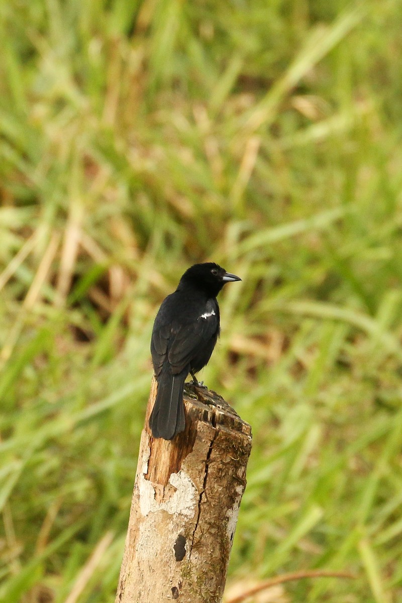 White-lined Tanager - ML513818791