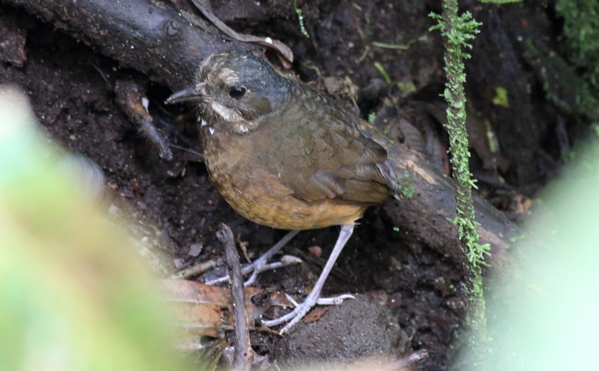 Moustached Antpitta - ML51382001
