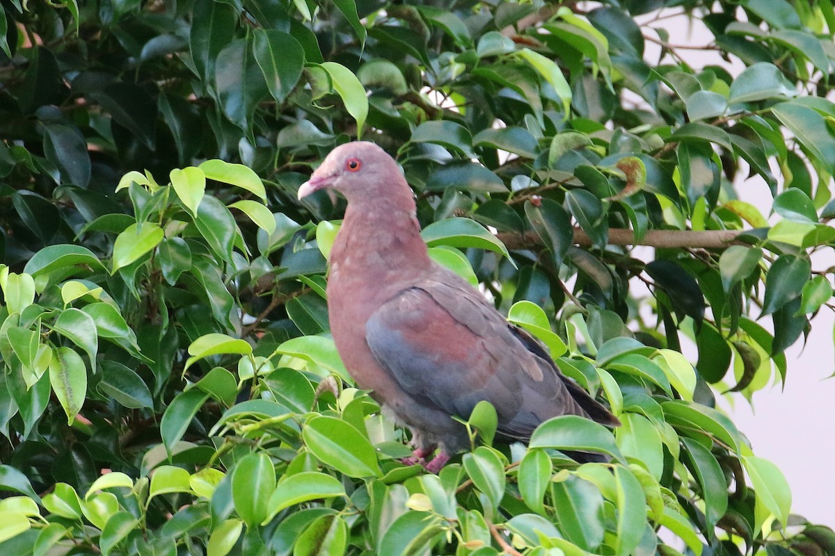 Red-billed Pigeon - ML513820231