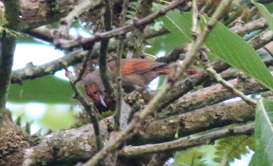 Red-faced Spinetail - ML51382031