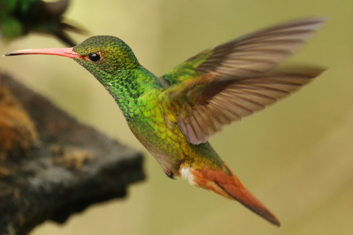 Rufous-tailed Hummingbird - ML513820781