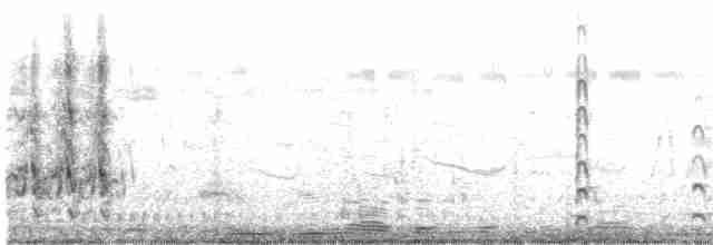 Black-tailed Godwit - ML513825131