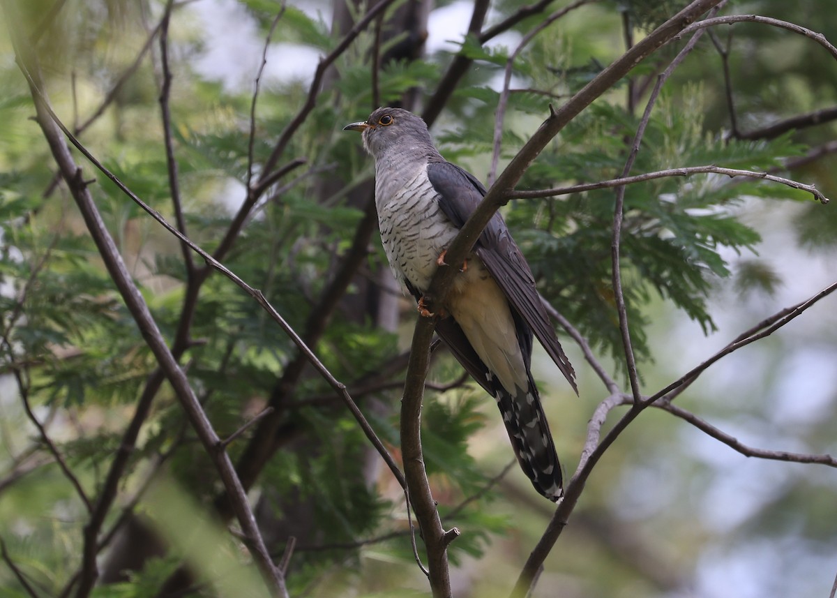 Madagascar Cuckoo - Brendan Ryan