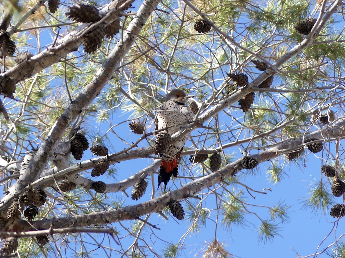 Northern Flicker (Red-shafted) - ML513826831