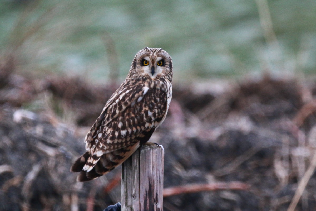 Short-eared Owl - ML513831321