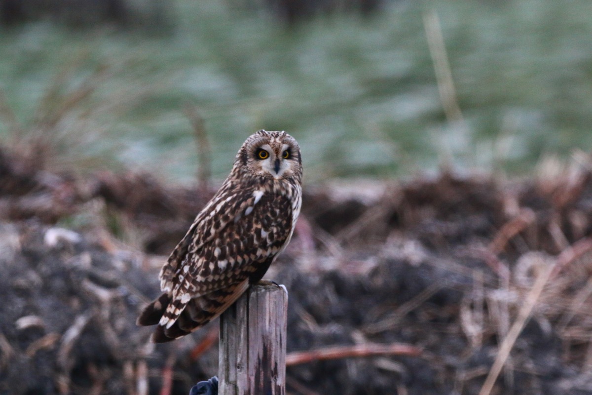 Short-eared Owl - ML513831331