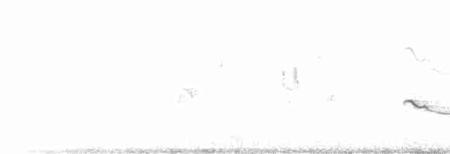 Black-bellied Plover - ML513832761