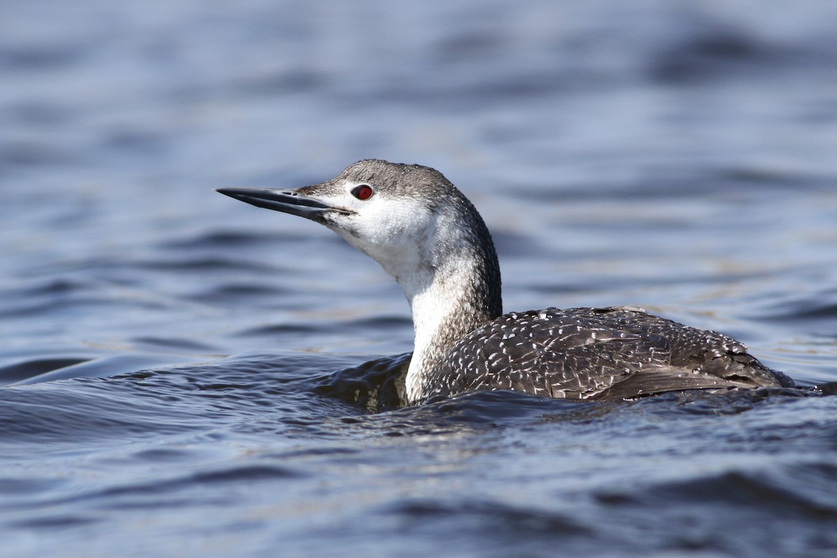 Red-throated Loon - ML51383301