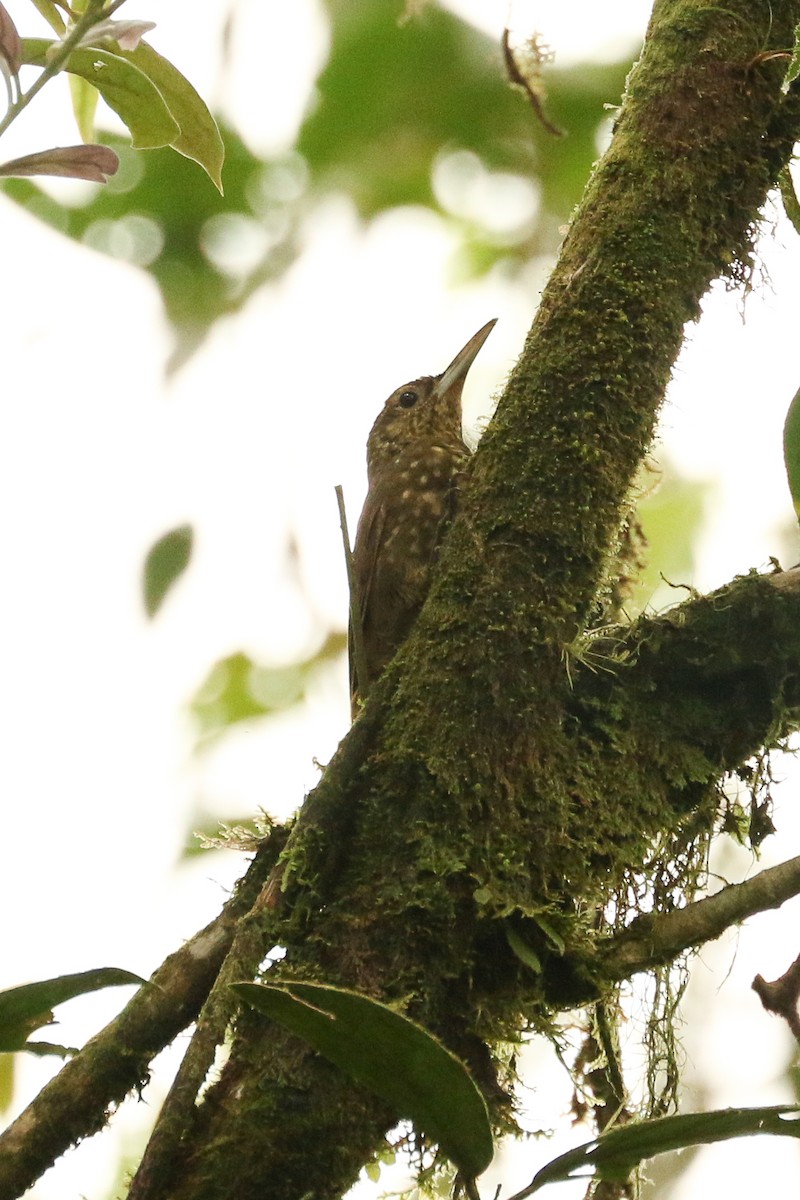Spotted Woodcreeper - ML513833931