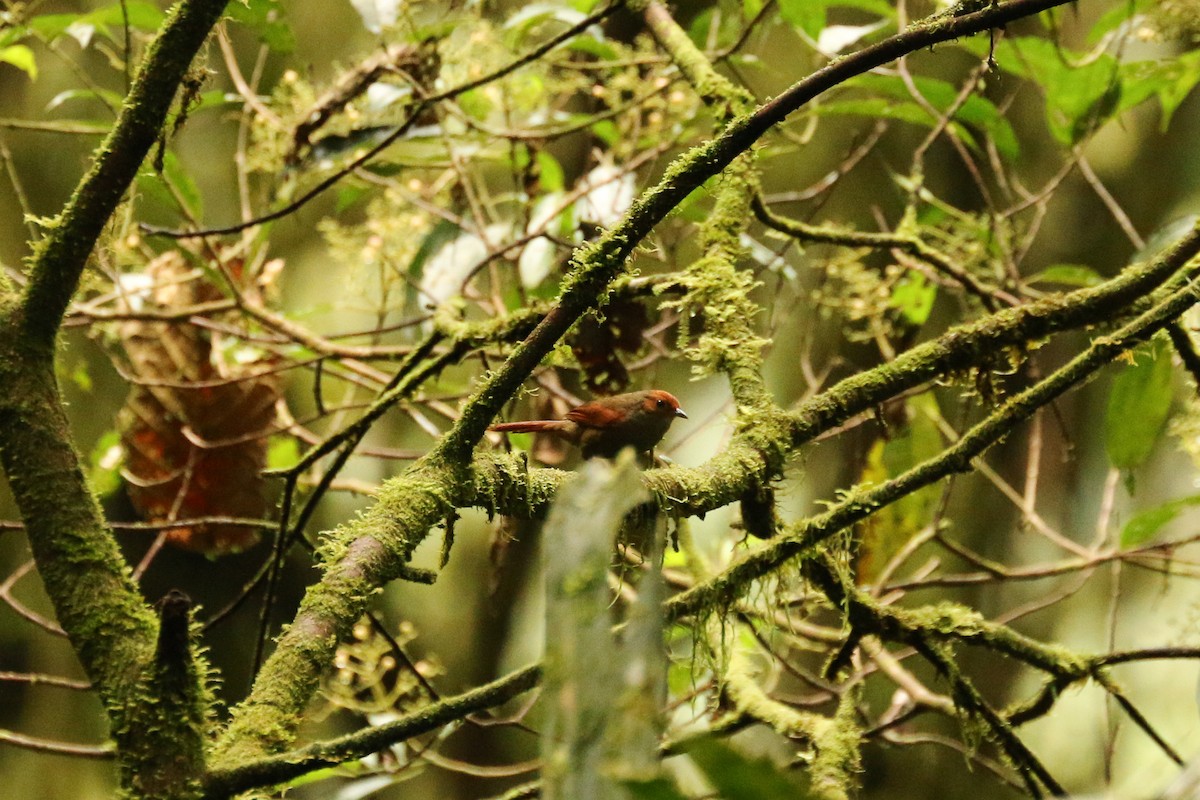 Red-faced Spinetail - ML513834691