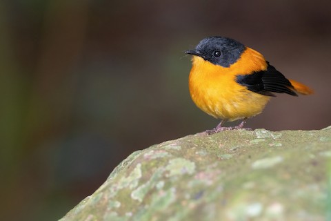 black and orange flycatcher