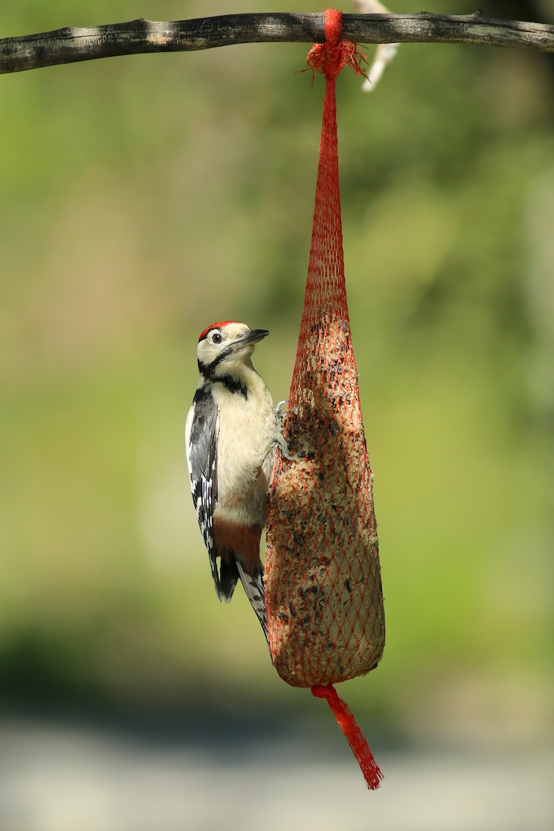 Great Spotted Woodpecker - ML513835241