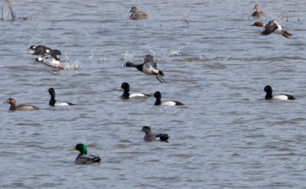 Greater Scaup - Andy Boyce