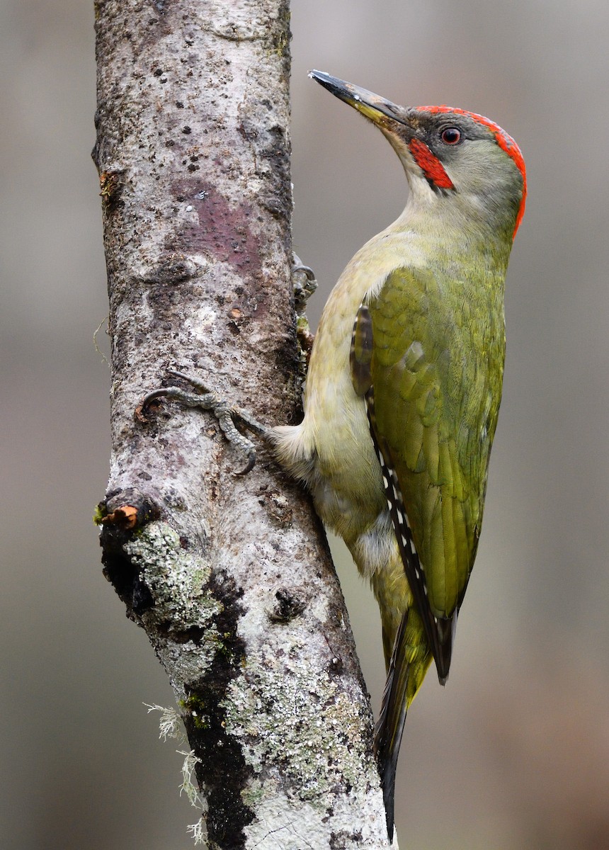 Iberian Green Woodpecker - Alejandro Gómez Vilches