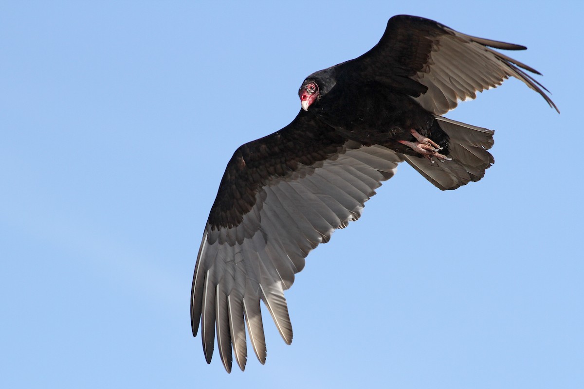 Turkey Vulture - ML51384581