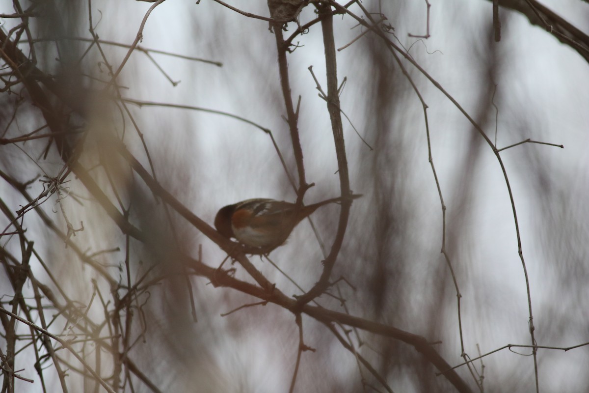 Spotted Towhee - ML513847581