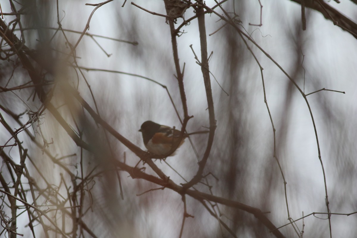 Spotted Towhee - ML513847591