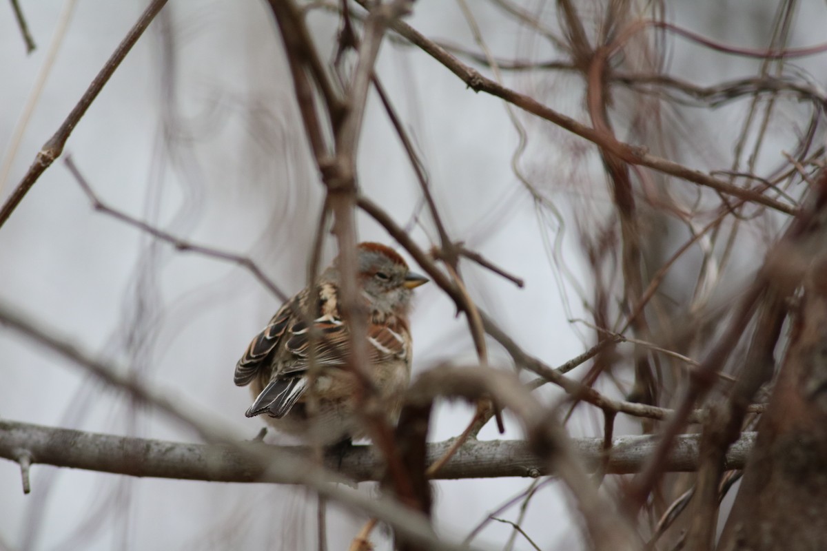 American Tree Sparrow - ML513847691