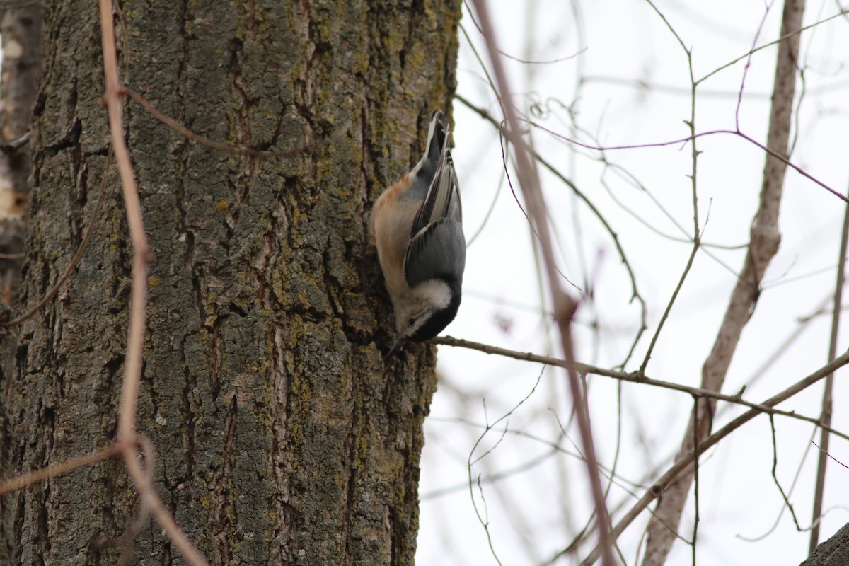 White-breasted Nuthatch - ML513847741