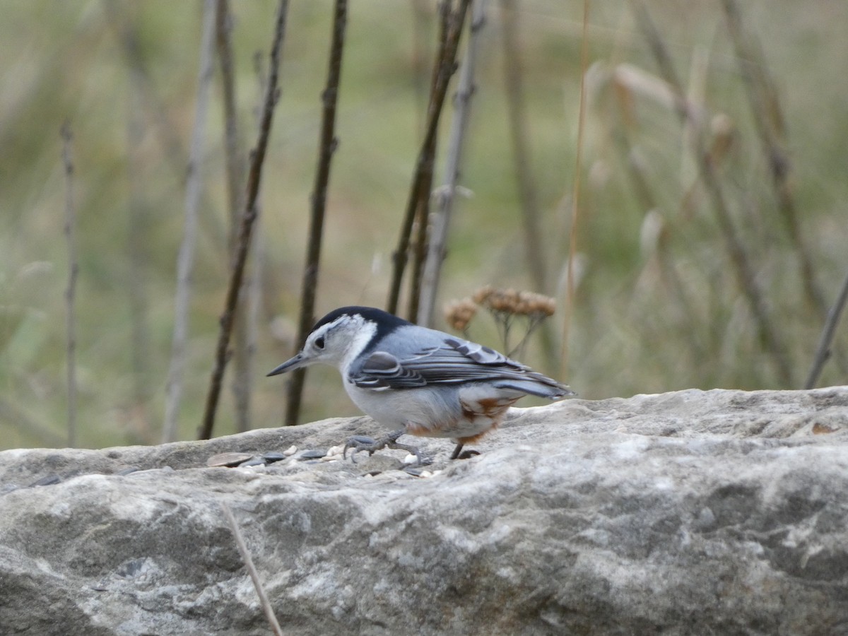 White-breasted Nuthatch - ML513849221