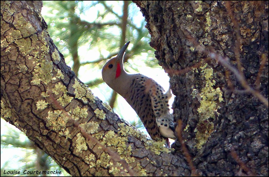 Northern Flicker (Red-shafted) - Louise Courtemanche 🦅
