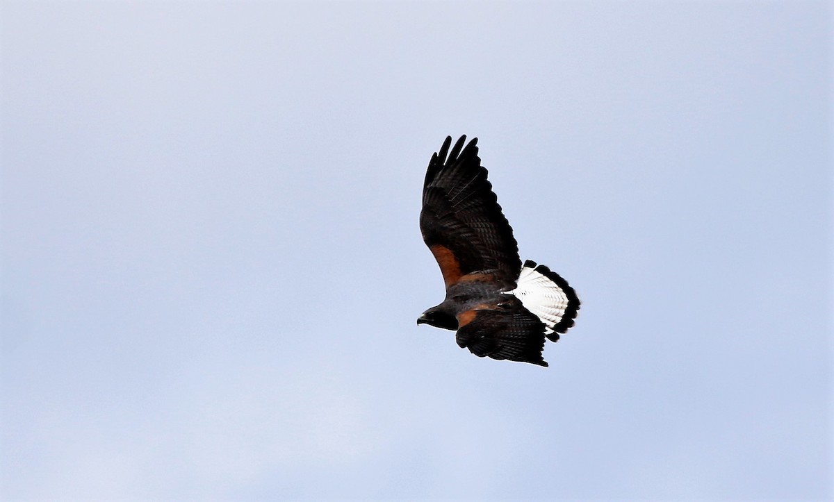 White-tailed Hawk - Madeleine Sandefur