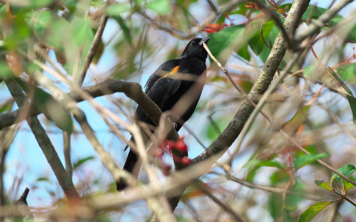Tawny-shouldered Blackbird - ML51385081