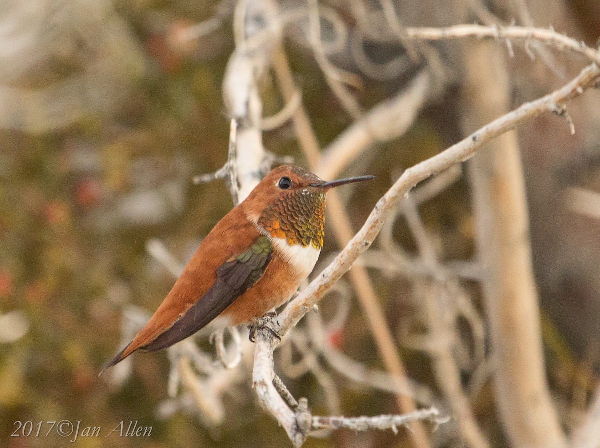 Rufous Hummingbird - Jan Allen
