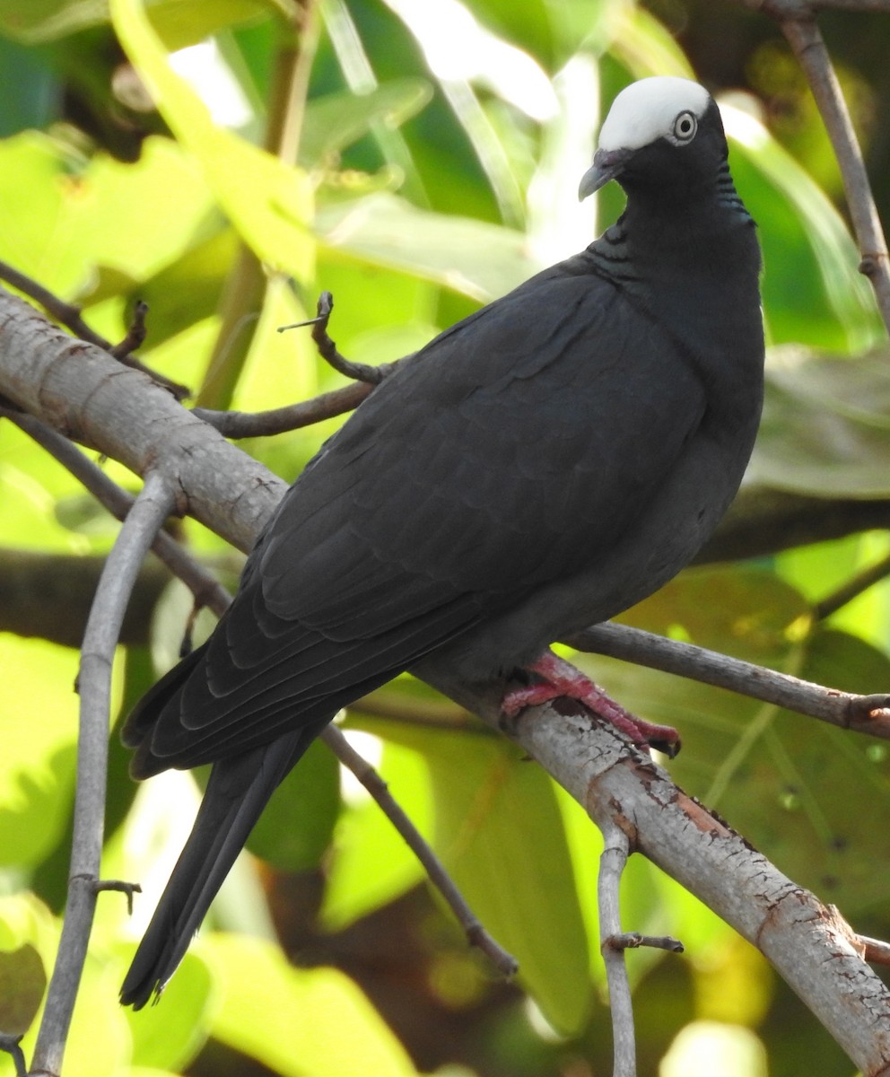 White-crowned Pigeon - ML51386071